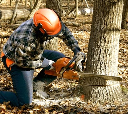 Tree Removal in Virginia, IL